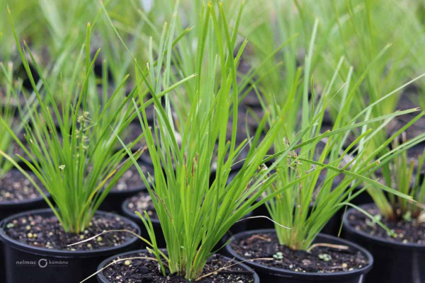 100 Lomandra Little Pal