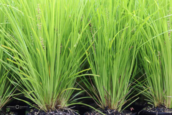 101 Lomandra pallida Lime Tuff