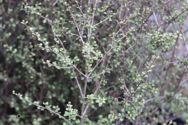 102 Lophomyrtus obcordata