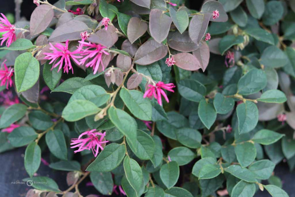 103 Loropetalum Razzleberry