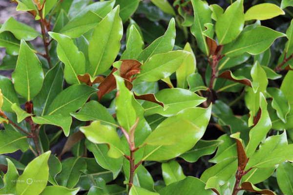 105 Magnolia grandiflora Kay Parris