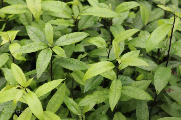 106 Melicytus ramiflorus