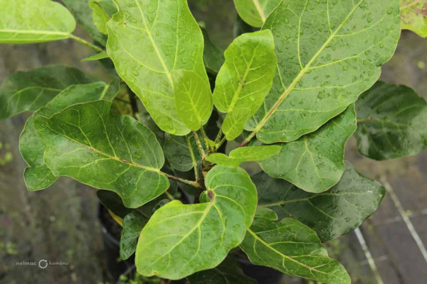 107 Meryta sinclairii