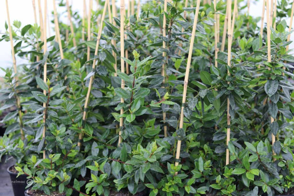 108 Metrosideros excelsa