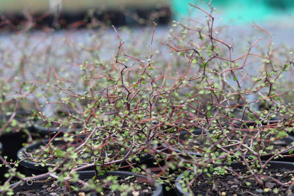 109 Muehlenbeckia astonii