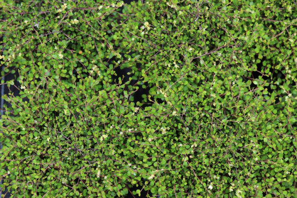 110 Muehlenbeckia axillaris