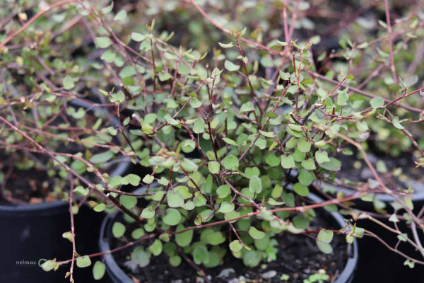 111 Muehlenbeckia complexa