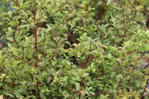 112 Myrsine australis