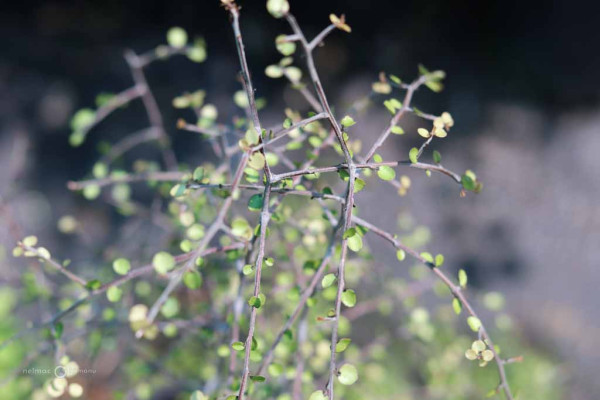 113 Myrsine divaricata