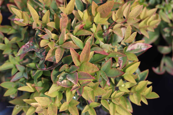 114 Nandina Gulfstrean