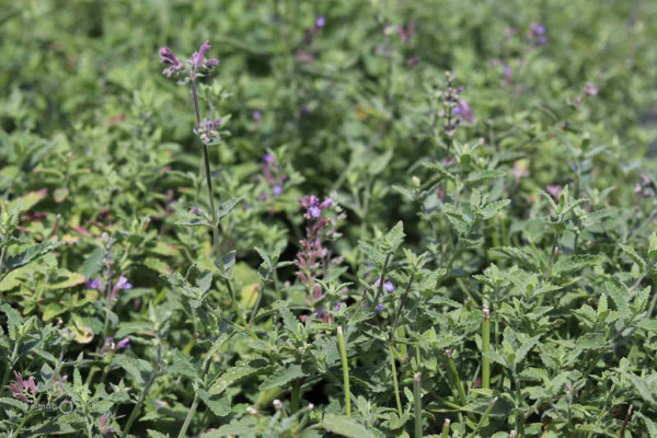 115 Nepta six Hill Giant