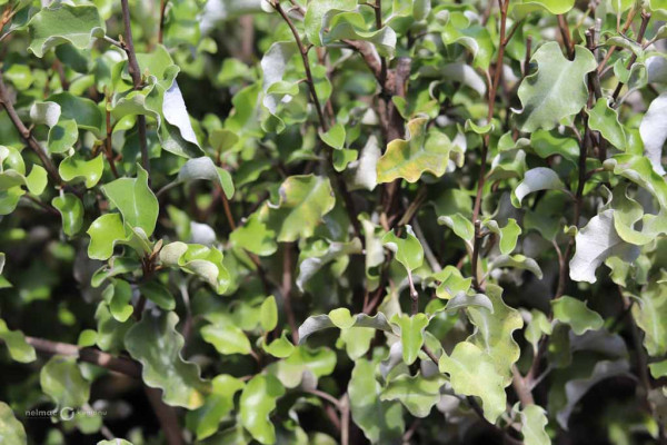 116 Olearia paniculata