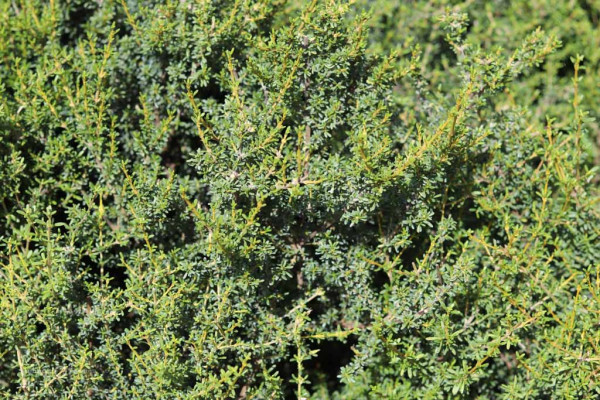 117 Olearia solandri