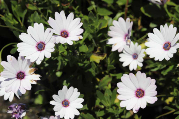118 Osteospermum Cobalt Ice