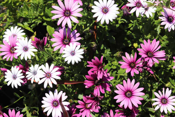 119 Osteospermum Magenta Medley