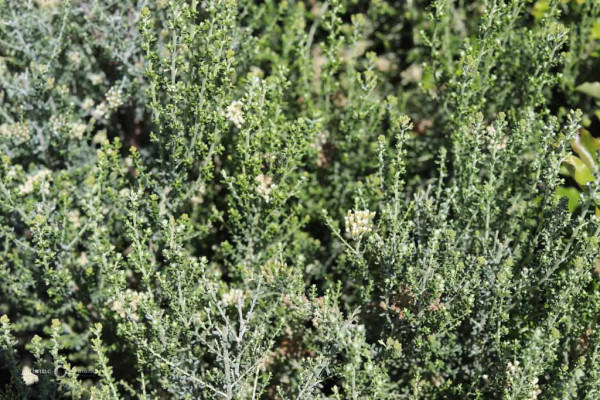 120 Ozthamnus leptophyllus