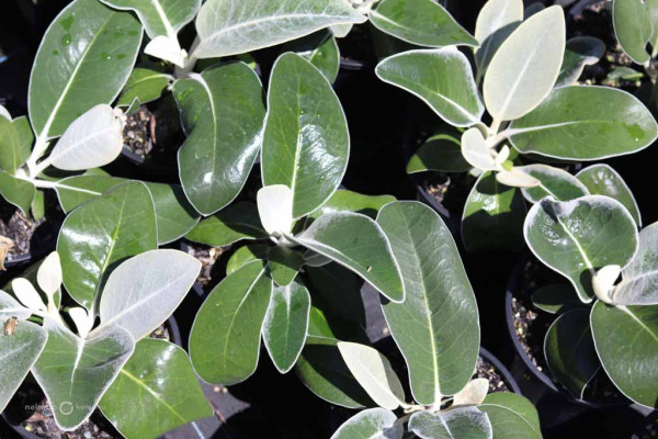 121 Pachystegia insignis