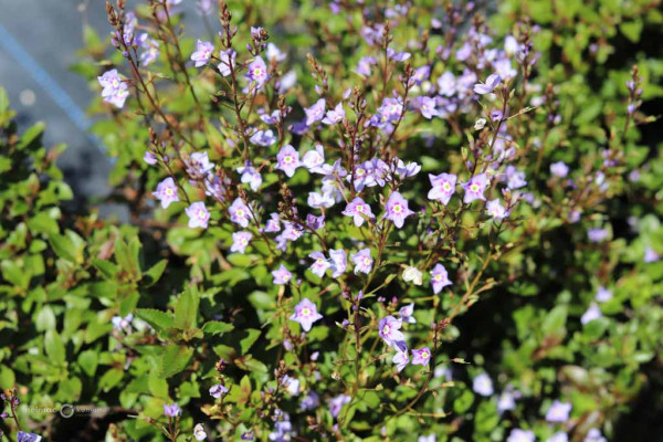 122 Parahebe Baby Blue