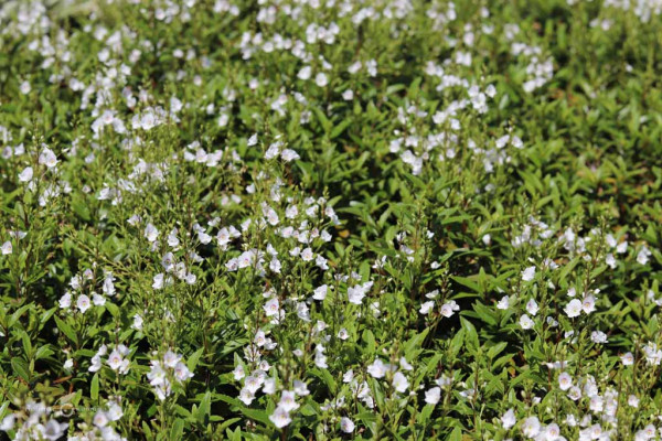 123 Parahebe Snowcap