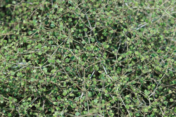 124 Pennantia corymbosa