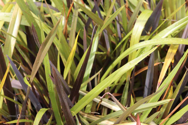 125 Phormium Black Rage