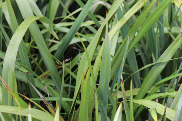 126 Phormium cookanium