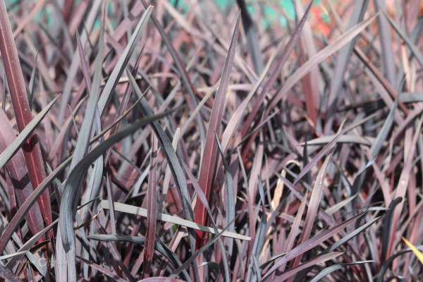 127 Phormium Dark Delight