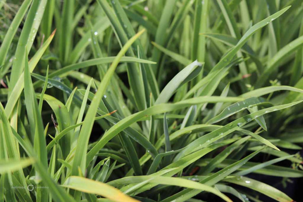 128 Phormium Emerald Gem