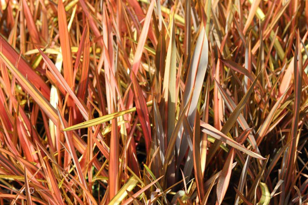 129 Phormium Evening Glow