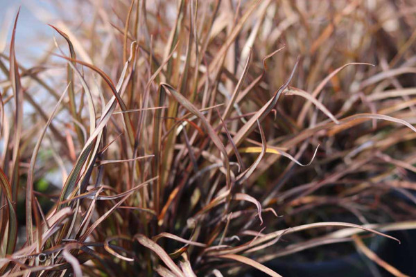 130 Phormium Jack Spratt