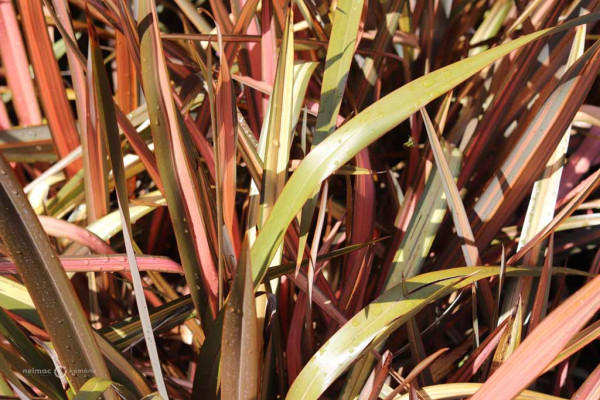 132 Phormium Pink Panther