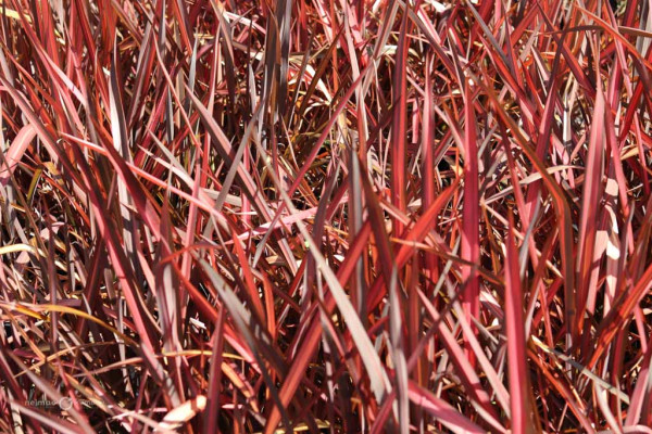 133 Phormium Rainbow Red