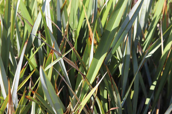 134 Phormium tenax