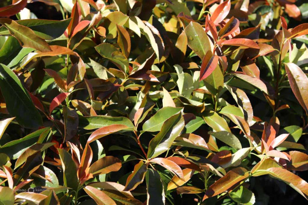 135 Photinia Red Robin