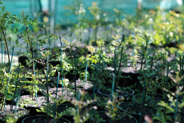 136 Phylloclaudus trichomanoides