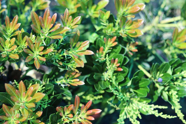 137 Pieris Temple Bells