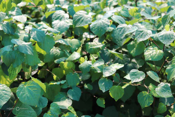 138 Micropiper exelsum kawakawa