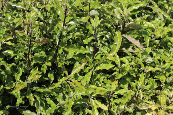 140 Pittosporum eugenoides