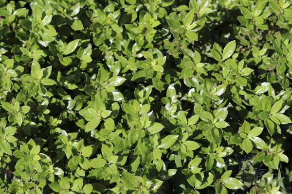 141 Pittosporum Frankies Folly