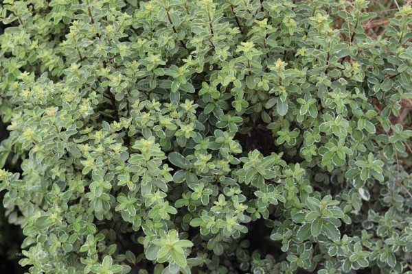 143 Pittosporum Ivory Tower