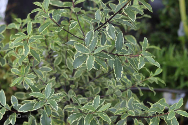 144 Pittosporum Silver Queen