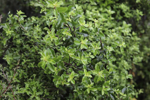 145 Pittosporum tenuifolium