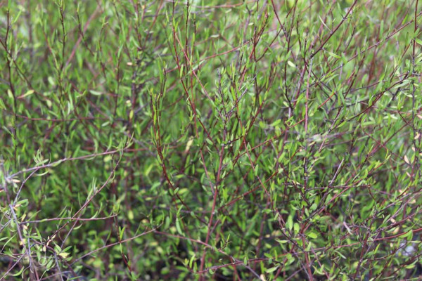 146 Plagianthus divaricatus
