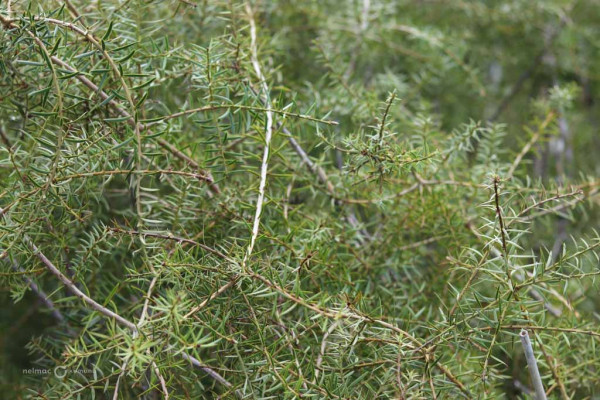 148 Podocarpus totara