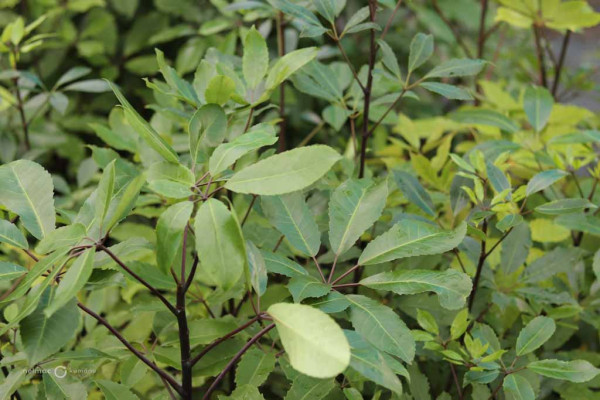 149 Pseudopanax arboreus