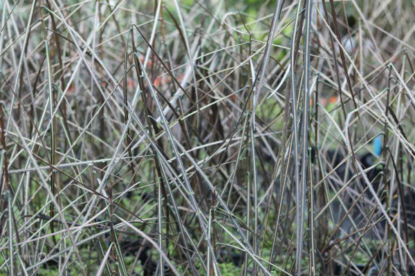 150 Pseudopanax crassifolius