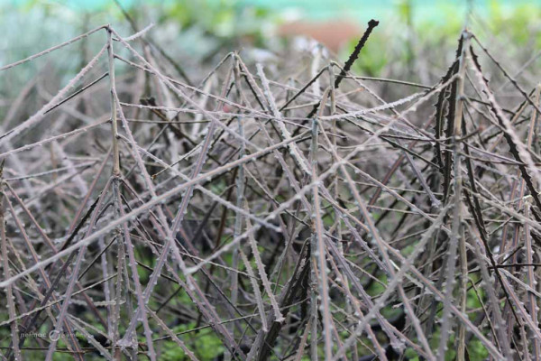 151 Pseudopanax ferox