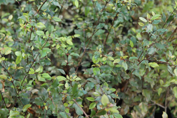 152 Pterophylla racemosa