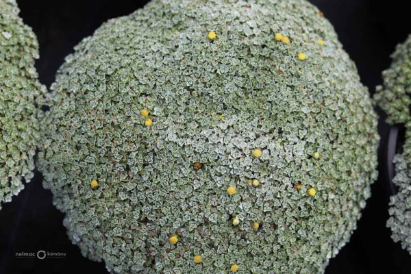 153 Raoulia hookerii