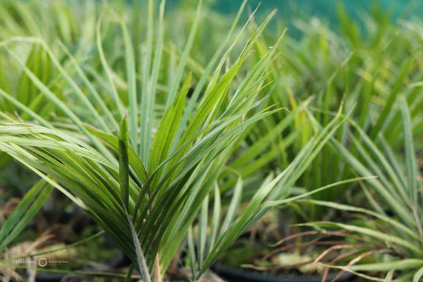 154 Rhopalostylus sapida